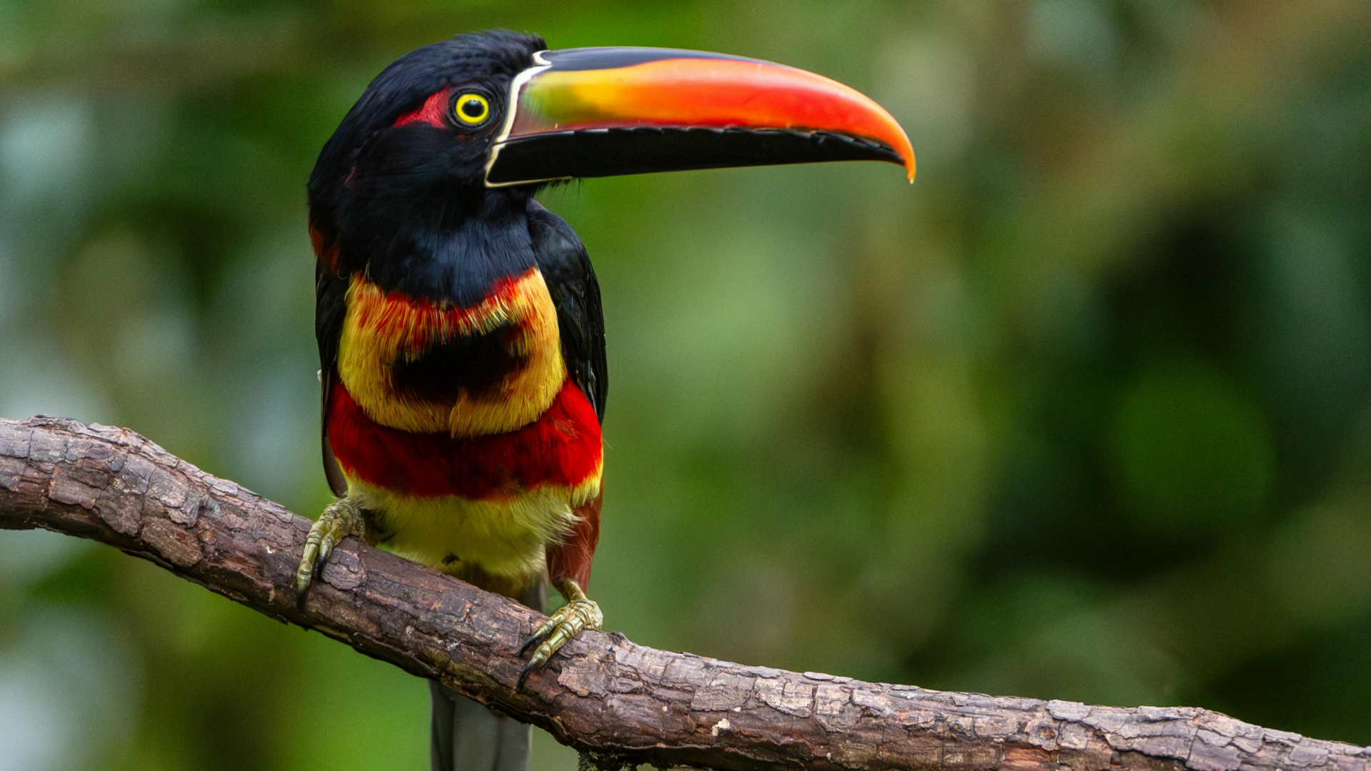 Recouvrement de créances international au Costa Rica 1 Ontwerp zonder titel 3 edited