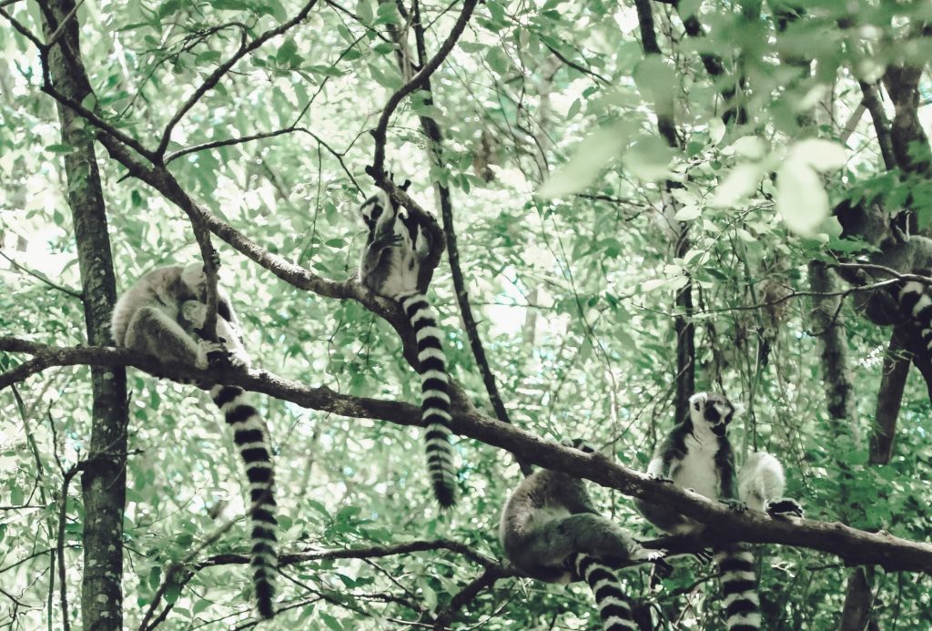 Recouvrement de créances international à Madagascar 4 tcm debt collection madagascar 1024x693 1